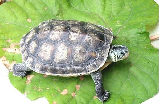 斑龜飼養環境