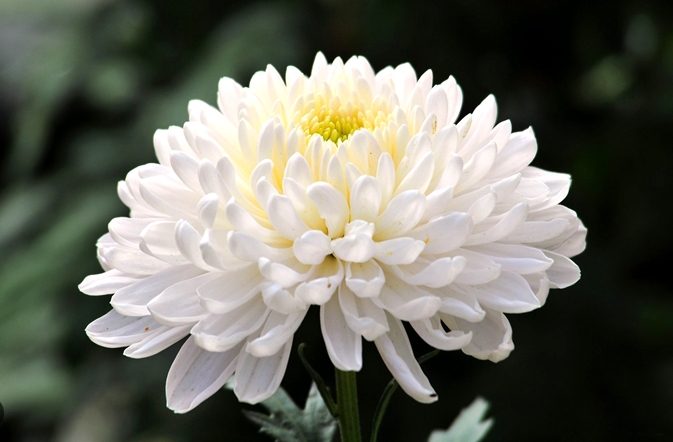 菊花種類