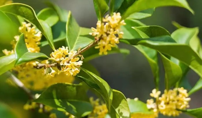 桂花種植方法 桂花種植方法