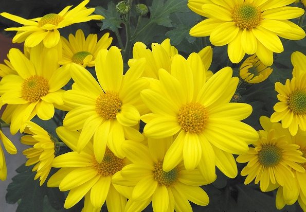 菊花