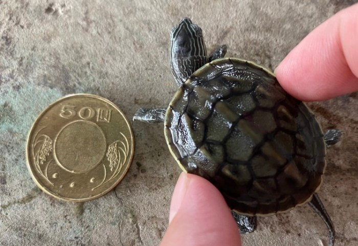 斑龜飼養環境