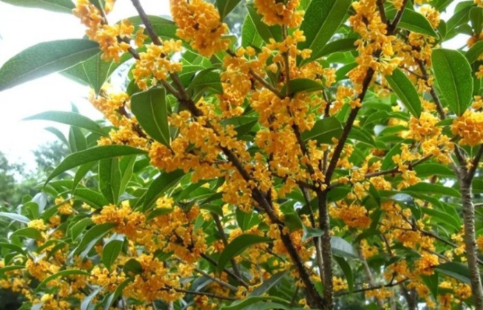桂花花語 桂花花語
