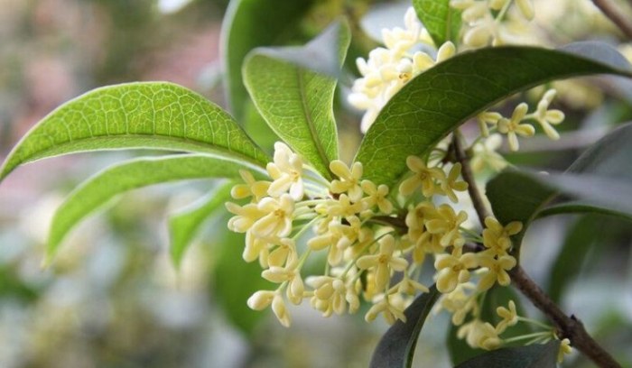 桂花病蟲害防治 桂花病蟲害防治