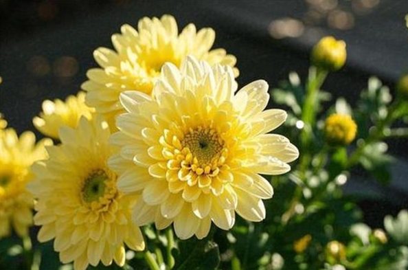 菊花種植方法