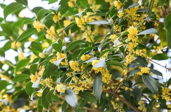 桂花種植方法 桂花種植方法