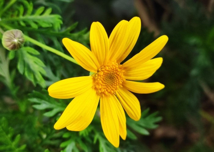 菊花種植方法