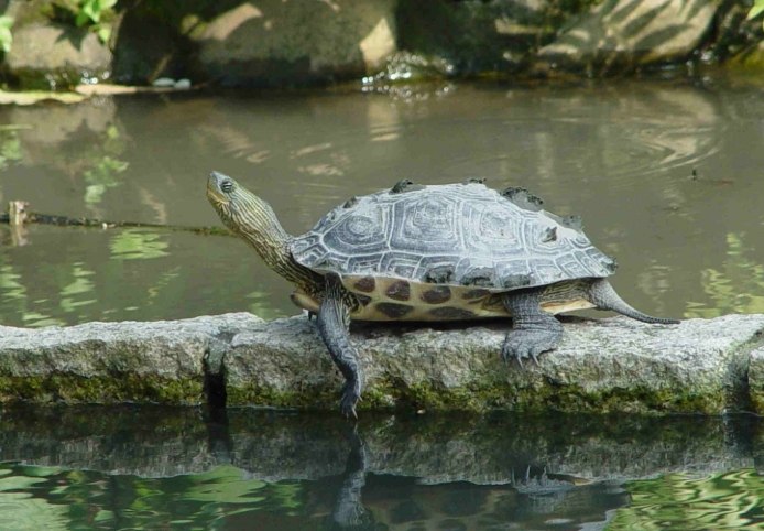 斑龜飼養環境