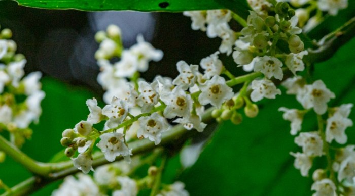 桂花花語 桂花花語
