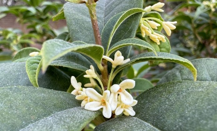 桂花種植方法 桂花種植方法