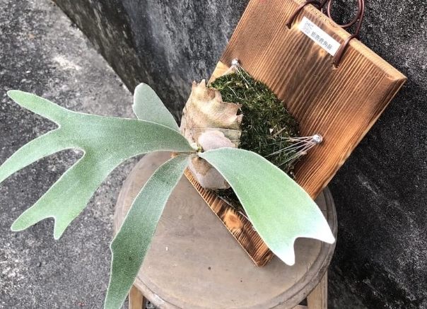 銀鹿鹿角蕨