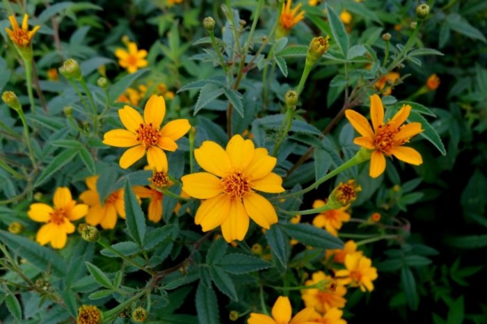 芳香萬壽菊功效