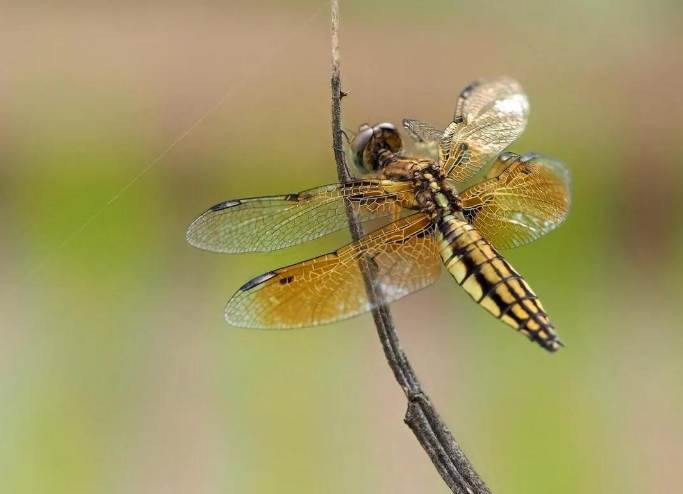 蜻蜓獵食技巧