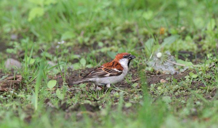 樹麻雀 家麻雀 區別