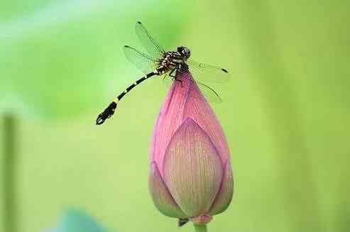 蜻蜓咬人