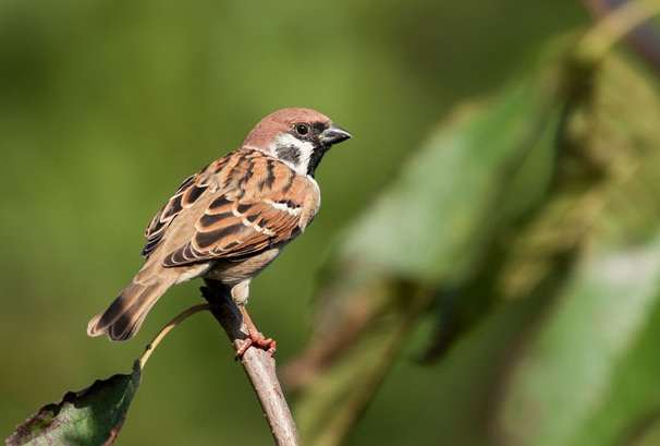 麻雀辨識方法 麻雀辨識方法