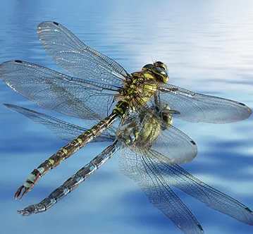 蜻蜓咬人 蜻蜓咬人