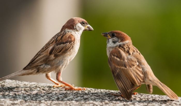 台灣常見麻雀 台灣常見麻雀