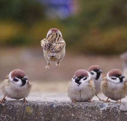 樹麻雀 家麻雀 區別