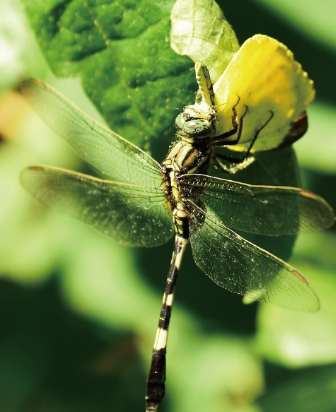 蜻蜓飲食習慣