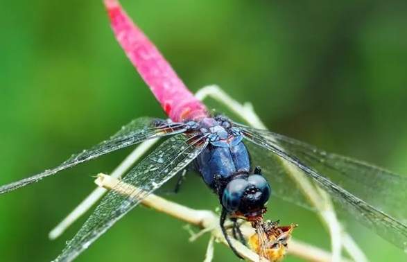 蜻蜓吃什麼
