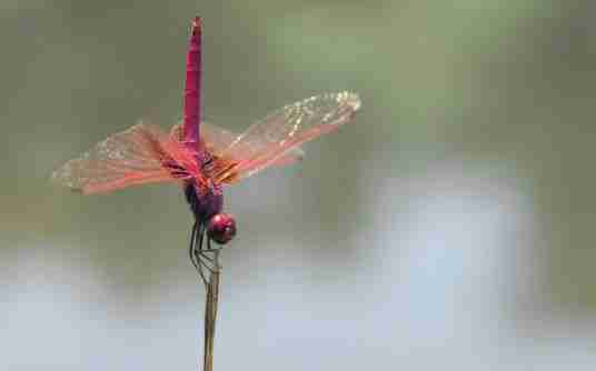 蜻蜓攻擊 蜻蜓攻擊