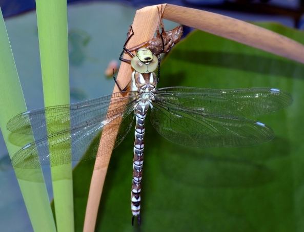蜻蜓咬人