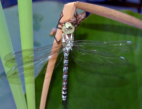 蜻蜓行為 蜻蜓行為