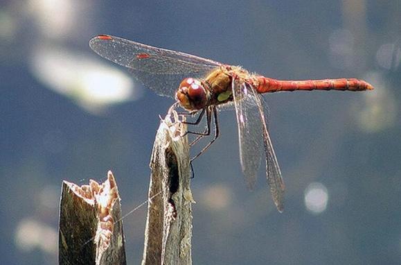 蜻蜓飲食習慣