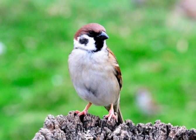 麻雀辨識方法 麻雀辨識方法