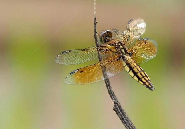 蜻蜓攻擊 蜻蜓攻擊